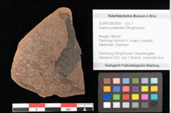 Foto (Objekt + Etikett) von Quercus palaeoilex Ettingshausen (NHMW-GEO-2024-0188-0939)